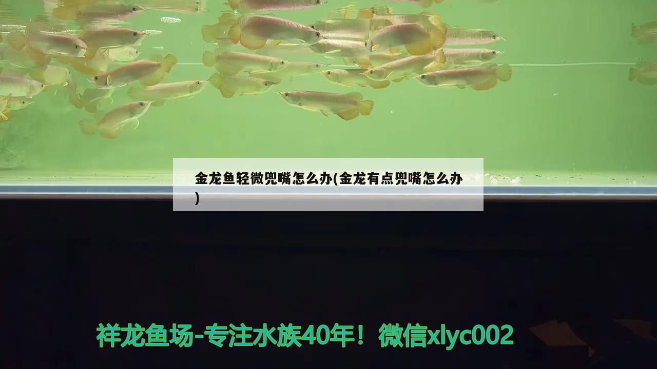 金龍魚輕微兜嘴怎么辦(金龍有點兜嘴怎么辦)