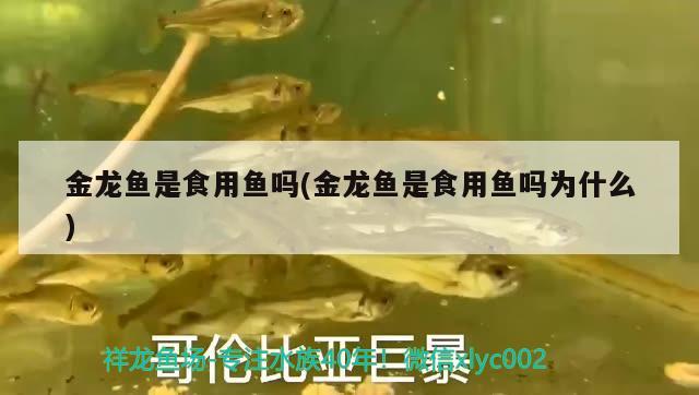 金龍魚是食用魚嗎(金龍魚是食用魚嗎為什么) 觀賞魚市場（混養(yǎng)魚）