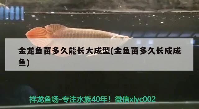 金龍魚苗多久能長(zhǎng)大成型(金魚苗多久長(zhǎng)成成魚) 海象魚