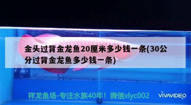 金頭過背金龍魚20厘米多少錢一條(30公分過背金龍魚多少錢一條) 過背金龍魚