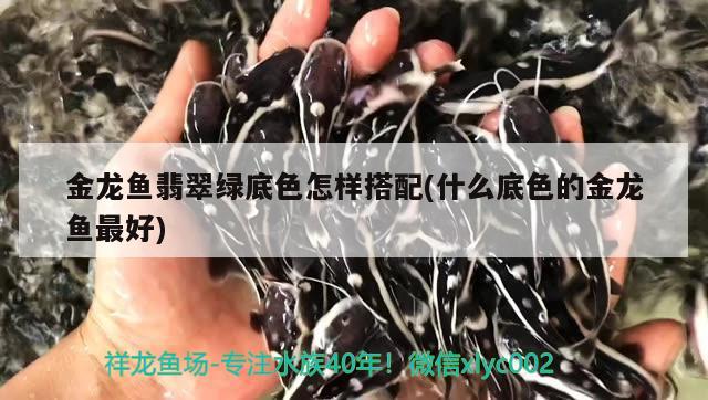 金龍魚翡翠綠底色怎樣搭配(什么底色的金龍魚最好)