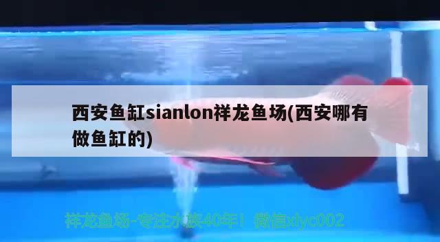 西安魚缸sianlon祥龍魚場(西安哪有做魚缸的)