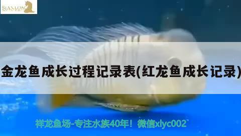 金龍魚成長(zhǎng)過程記錄表(紅龍魚成長(zhǎng)記錄) 蘇虎苗（蘇門答臘虎魚苗）