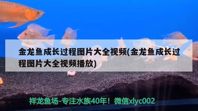 金龍魚成長(zhǎng)過程圖片大全視頻(金龍魚成長(zhǎng)過程圖片大全視頻播放)