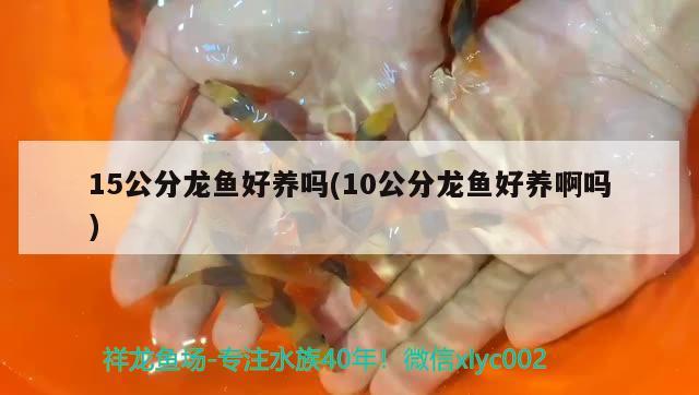 15公分龍魚好養(yǎng)嗎(10公分龍魚好養(yǎng)啊嗎) 魟魚百科