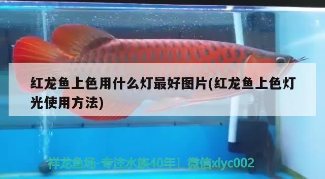 印尼小紅龍魚(yú)怎么挑選好的品種呢（印尼小紅龍魚(yú)怎么挑選好的品種呢圖片）