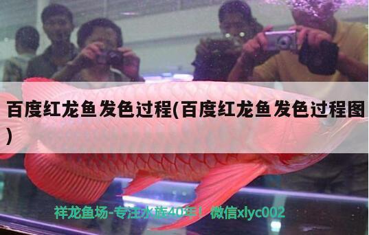 百度紅龍魚發(fā)色過程(百度紅龍魚發(fā)色過程圖)