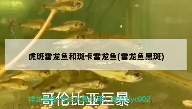 虎斑雷龍魚和斑卡雷龍魚(雷龍魚黑斑)