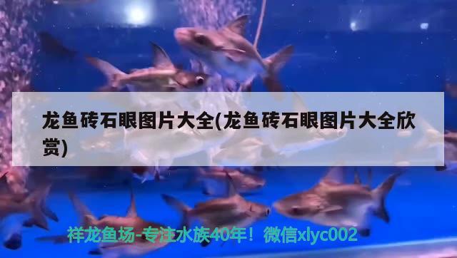 龍魚(yú)磚石眼圖片大全(龍魚(yú)磚石眼圖片大全欣賞) 水族燈（魚(yú)缸燈）