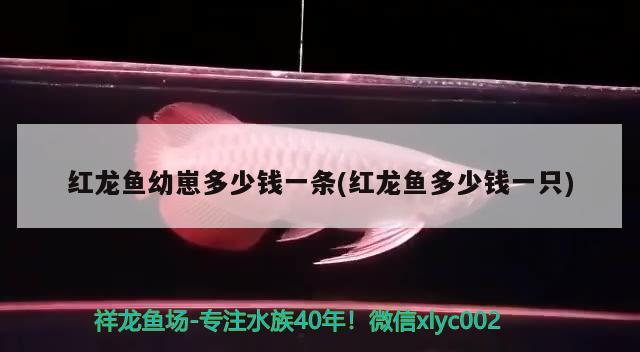 紅龍魚(yú)幼崽多少錢一條(紅龍魚(yú)多少錢一只)