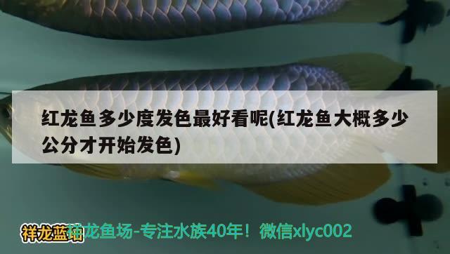 紅龍魚多少度發(fā)色最好看呢(紅龍魚大概多少公分才開始發(fā)色) 元寶鯽