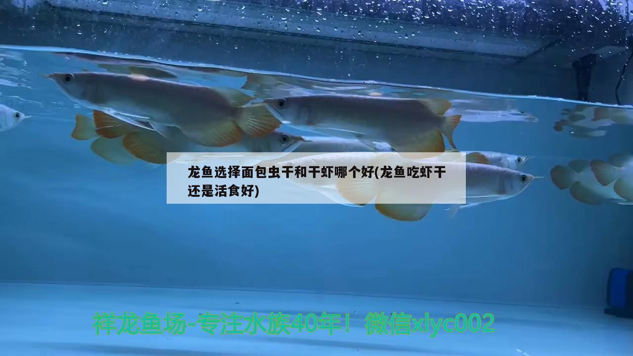 龍魚選擇面包蟲干和干蝦哪個好(龍魚吃蝦干還是活食好) 紅魔王銀版魚