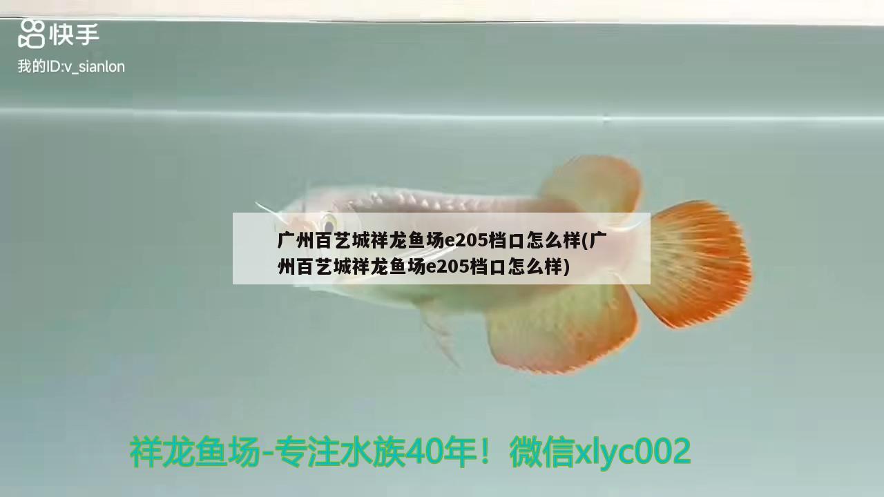 彩虹羅漢魚膽小嗎好養(yǎng)嗎視頻：和平精英水族館8級放什么魚