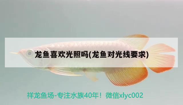 龍魚喜歡光照嗎(龍魚對光線要求)