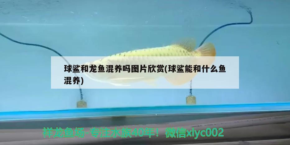 虎魚(yú)眼睛發(fā)白怎么回事（虎魚(yú)眼睛發(fā)白什么原因）