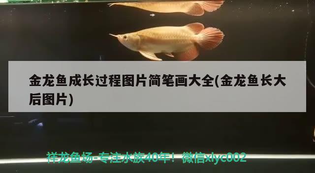 魚缸養(yǎng)魚網(wǎng)站（魚缸養(yǎng)魚網(wǎng)站大全） 其他品牌魚缸 第3張