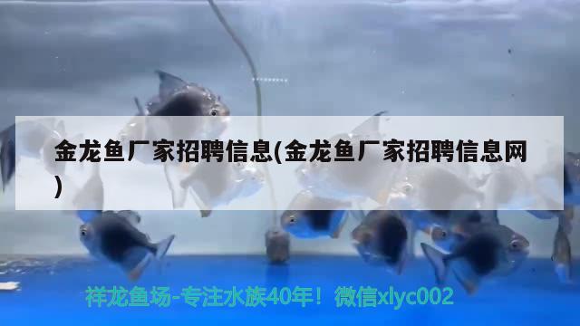 金龍魚廠家招聘信息(金龍魚廠家招聘信息網(wǎng))