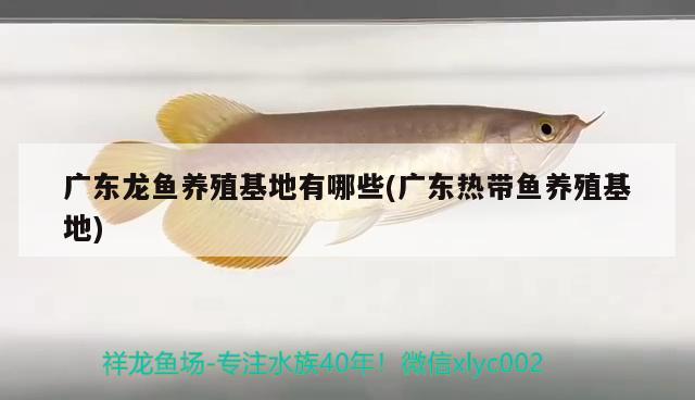 廣東龍魚養(yǎng)殖基地有哪些(廣東熱帶魚養(yǎng)殖基地) 觀賞魚市場