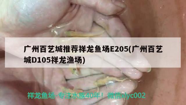 廣州百藝城推薦祥龍魚場E205(廣州百藝城D105祥龍漁場)