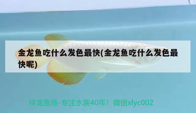 金龍魚吃什么發(fā)色最快(金龍魚吃什么發(fā)色最快呢) 非洲象鼻魚 第2張