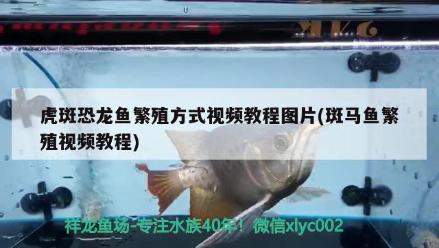 虎斑恐龍魚繁殖方式視頻教程圖片(斑馬魚繁殖視頻教程) 虎斑恐龍魚 第2張