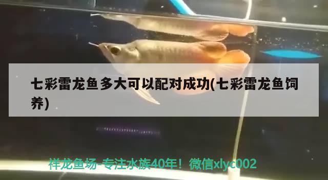 七彩雷龍魚多大可以配對成功(七彩雷龍魚飼養(yǎng))