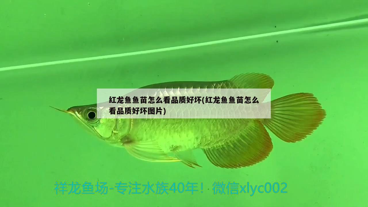 紅龍魚(yú)魚(yú)苗怎么看品質(zhì)好壞(紅龍魚(yú)魚(yú)苗怎么看品質(zhì)好壞圖片) 黑金魟魚(yú)