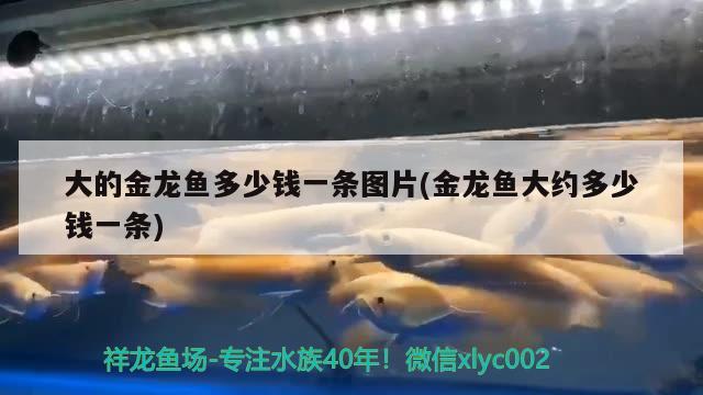 三湖慈鯛魚缸造景視頻教程（三湖慈鯛造景用的是什么石頭）