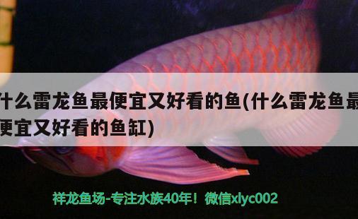 什么雷龍魚最便宜又好看的魚(什么雷龍魚最便宜又好看的魚缸)