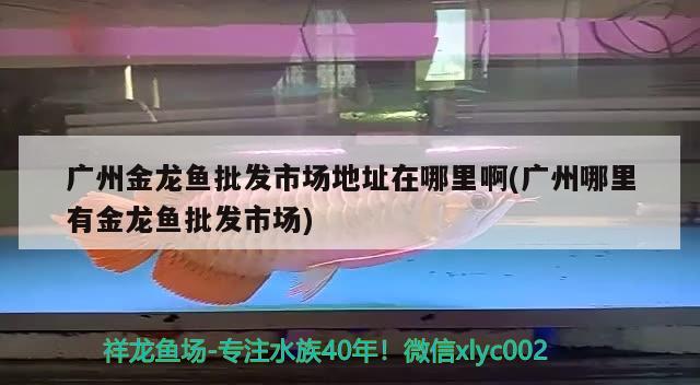 廣州金龍魚批發(fā)市場地址在哪里啊(廣州哪里有金龍魚批發(fā)市場)