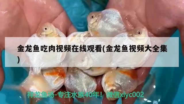 金龍魚吃肉視頻在線觀看(金龍魚視頻大全集) 綠皮皇冠豹魚