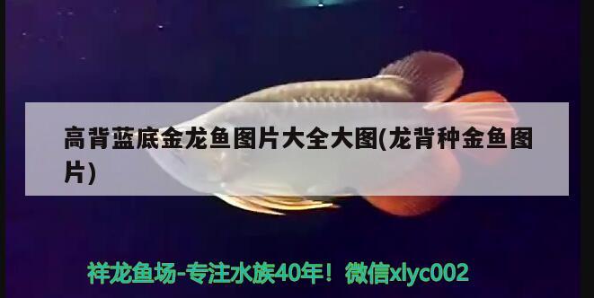 高背藍(lán)底金龍魚圖片大全大圖(龍背種金魚圖片)