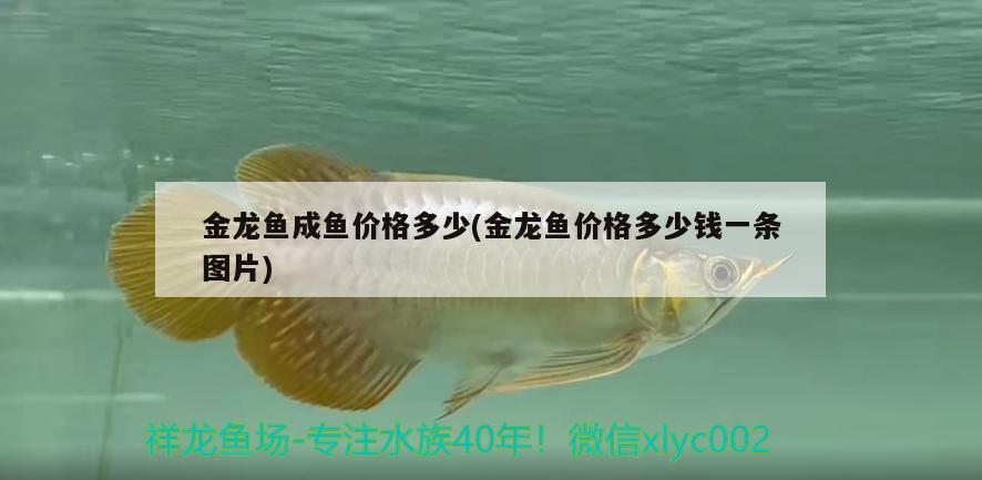 金龍魚成魚價格多少(金龍魚價格多少錢一條圖片)