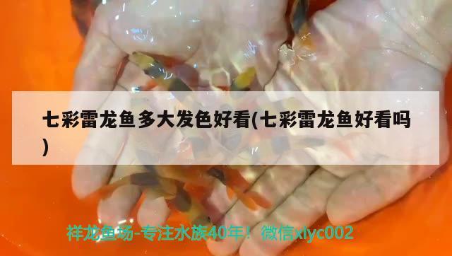 七彩雷龍魚多大發(fā)色好看(七彩雷龍魚好看嗎)