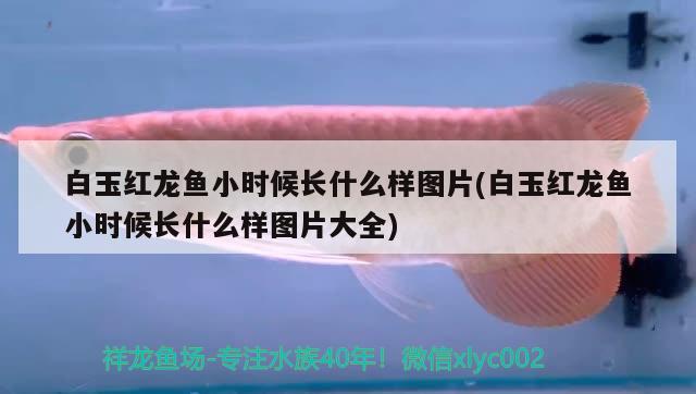 白玉紅龍魚小時候長什么樣圖片(白玉紅龍魚小時候長什么樣圖片大全)