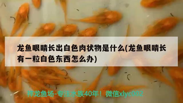 龍魚眼睛長出白色肉狀物是什么(龍魚眼睛長有一粒白色東西怎么辦) 細線銀板魚苗