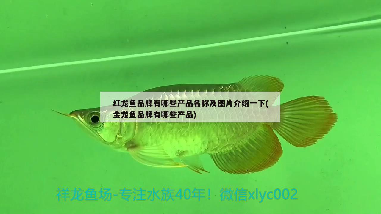 紅龍魚品牌有哪些產(chǎn)品名稱及圖片介紹一下(金龍魚品牌有哪些產(chǎn)品) 帝王迷宮