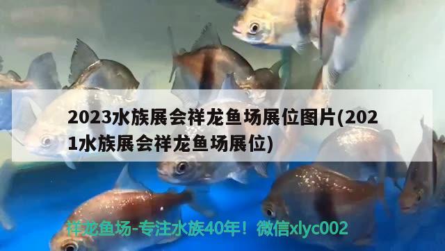 2023水族展會祥龍魚場展位圖片(2021水族展會祥龍魚場展位)