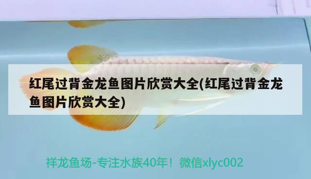 紅尾過背金龍魚圖片欣賞大全(紅尾過背金龍魚圖片欣賞大全) 過背金龍魚