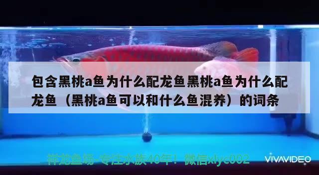 包含黑桃a魚為什么配龍魚黑桃a魚為什么配龍魚（黑桃a魚可以和什么魚混養(yǎng)）的詞條