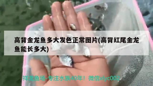 魚缸七彩燈的使用方法圖片：魚缸七彩燈的好處