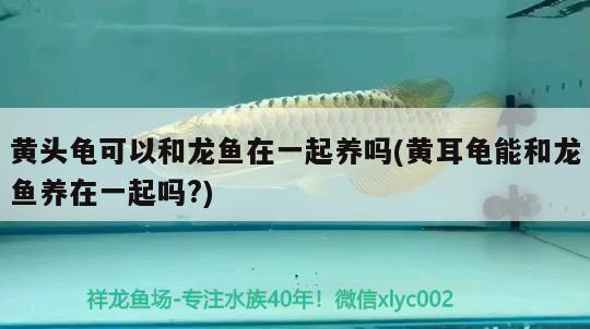 黃頭龜可以和龍魚(yú)在一起養(yǎng)嗎(黃耳龜能和龍魚(yú)養(yǎng)在一起嗎?) 烏龜