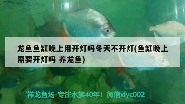 龍魚(yú)魚(yú)缸晚上用開(kāi)燈嗎冬天不開(kāi)燈(魚(yú)缸晚上需要開(kāi)燈嗎養(yǎng)龍魚(yú)) 龍鳳鯉魚(yú)