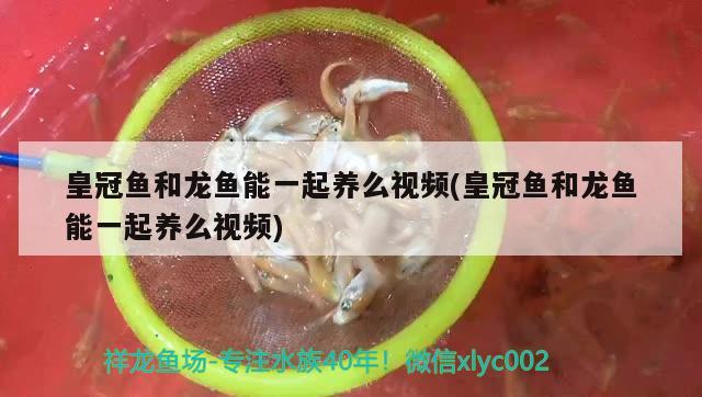 皇冠魚和龍魚能一起養(yǎng)么視頻(皇冠魚和龍魚能一起養(yǎng)么視頻) 魟魚百科