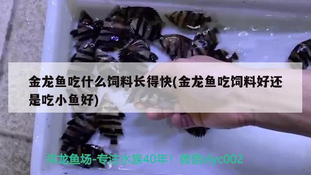 金龍魚吃什么飼料長得快(金龍魚吃飼料好還是吃小魚好) 稀有紅龍品種