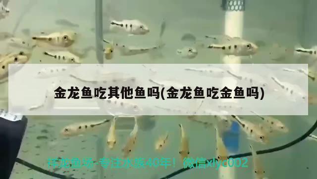 金龍魚吃其他魚嗎(金龍魚吃金魚嗎)