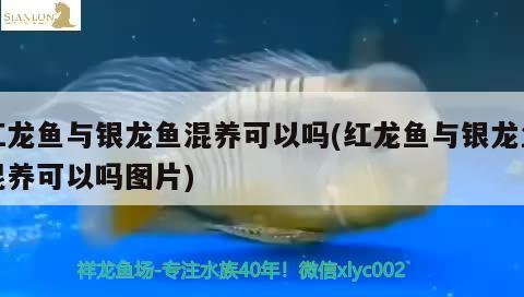 紅龍魚與銀龍魚混養(yǎng)可以嗎(紅龍魚與銀龍魚混養(yǎng)可以嗎圖片) 銀龍魚百科