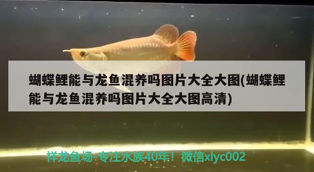 蝴蝶鯉能與龍魚混養(yǎng)嗎圖片大全大圖(蝴蝶鯉能與龍魚混養(yǎng)嗎圖片大全大圖高清) 蝴蝶鯉