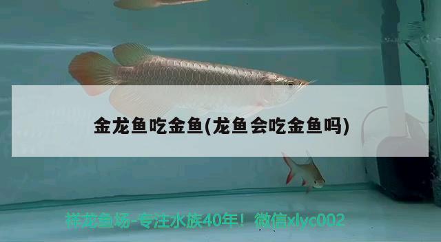 金龍魚吃金魚(龍魚會吃金魚嗎) 蘇虎苗（蘇門答臘虎魚苗）