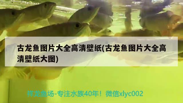 古龍魚圖片大全高清壁紙(古龍魚圖片大全高清壁紙大圖)